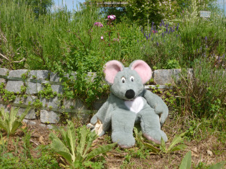 Fritz die Kirchenmaus auf der Streuobstwiese